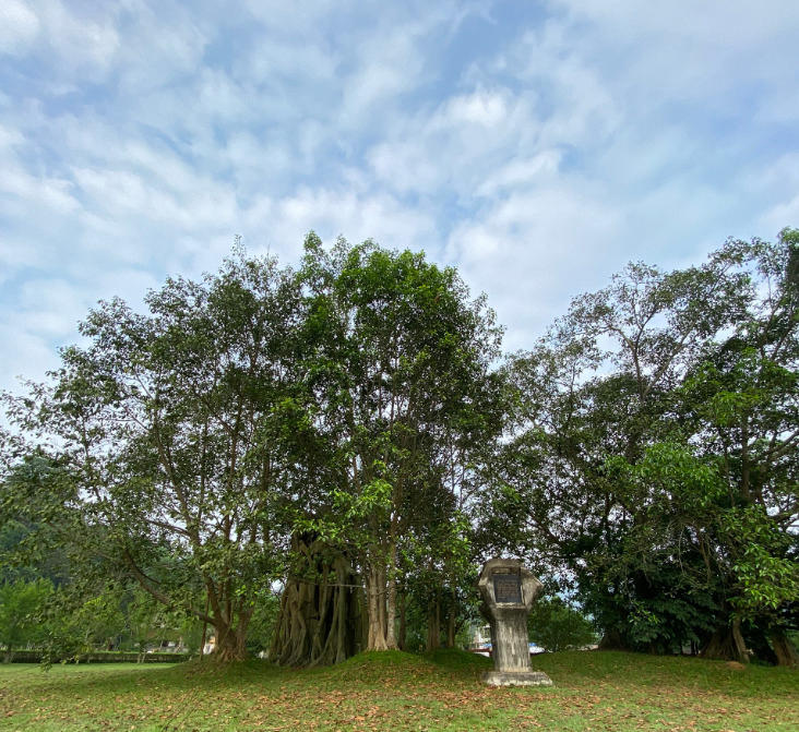 Mọi người từ khắp nơi thường tìm đến đây để chiêm ngưỡng Di tích cây đa Tân Trào sừng sững