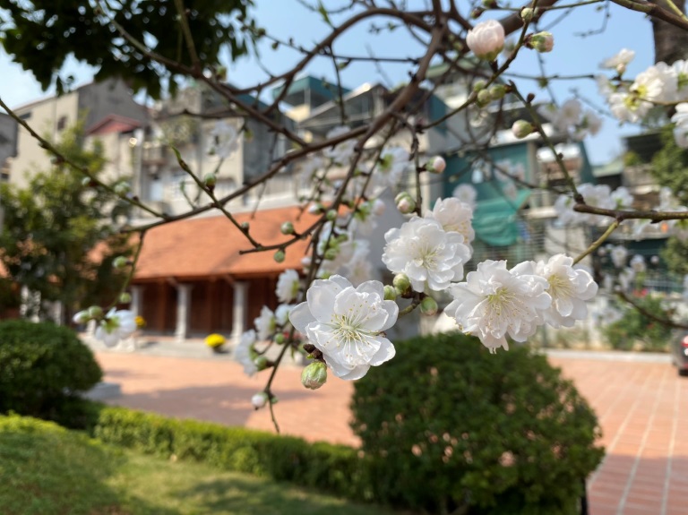 Chùa Thanh Nhàn - Khu di tích lịch sử tâm linh