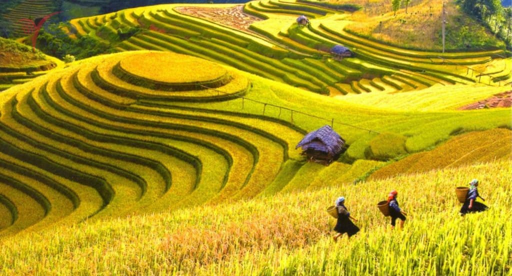 Khám phá mùa đẹp nhất để chinh phục Fansipan