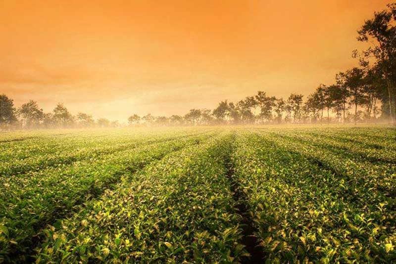 Giới thiệu biển Hồ Chè Gia Lai