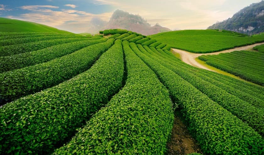 Đồi chè – “Trái tim xanh” của cao nguyên Tây Bắc