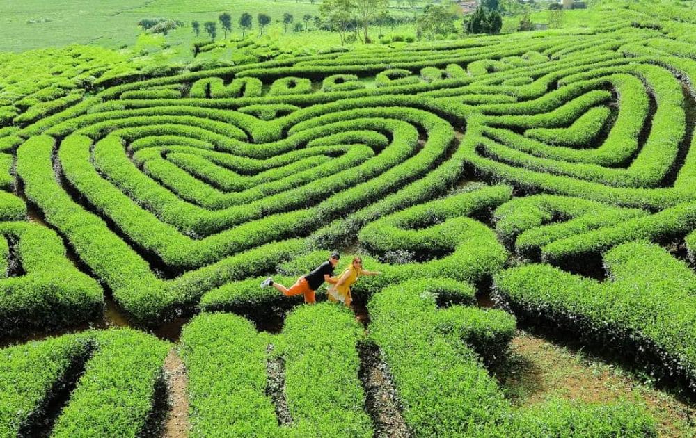 Đồi chè Trái Tim – Biểu tượng ngọt ngào của Mộc Châu