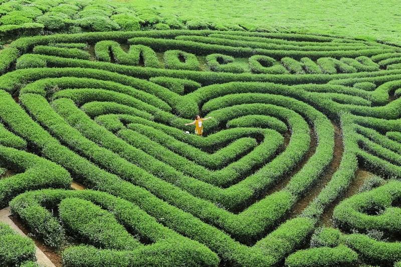 Đồi Chè Trái Tim Mộc Châu – Biểu Tượng Lãng Mạn Giữa Cao Nguyên