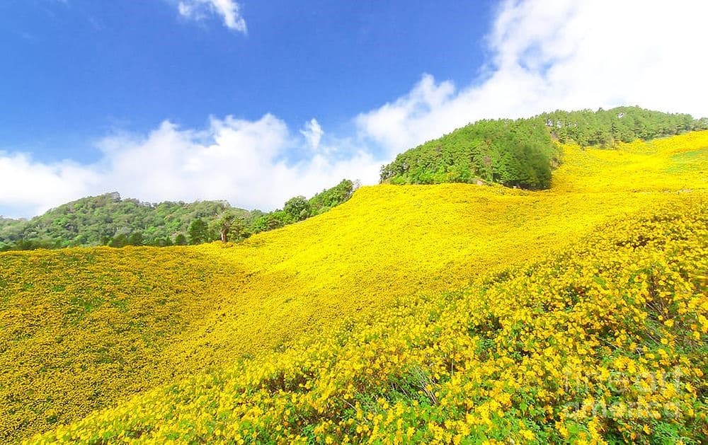 Lễ hội hoa dã quỳ Chư Đang Ya