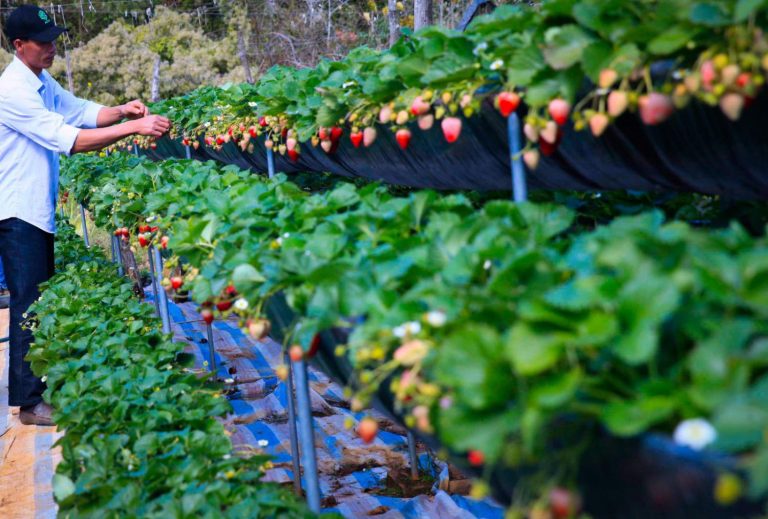 Chimi Farm Mộc Châu – Thiên đường dâu tây ngọt ngào giữa cao nguyên