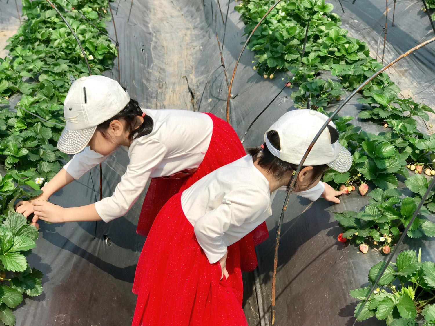 Trải nghiệm hái dâu – Niềm vui khó quên tại Chimi Farm