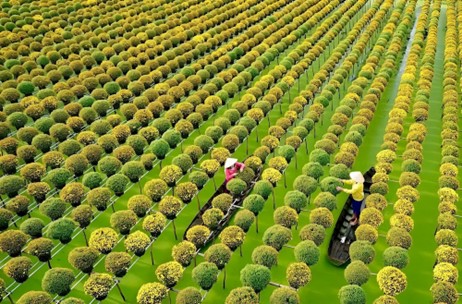 Đến với làng hoa Sa Đéc Đồng Tháp, du khách không chỉ được chiêm ngưỡng vẻ đẹp rực rỡ của hàng ngàn loài hoa,