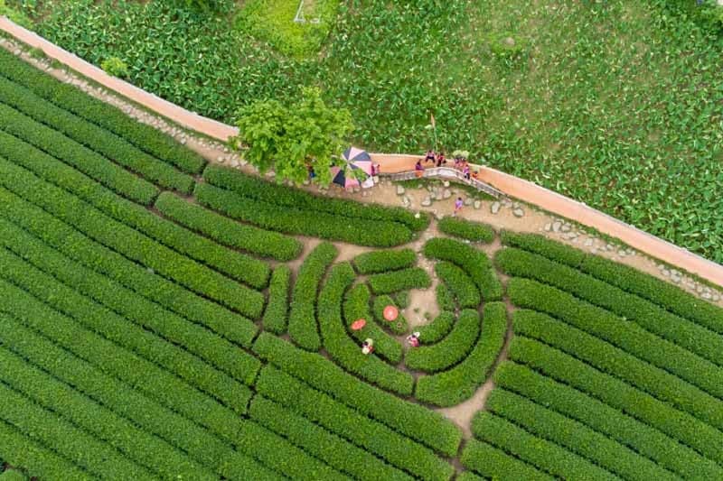 Thời Điểm Lý Tưởng Để Tham Quan Đồi Chè Trái Tim Mộc Châu