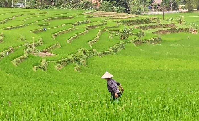 Ruộng bậc thang – tấm thảm vàng ôm lấy bản làng