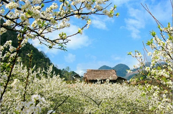 Giới thiệu ấn tượng về Thung Lũng Mận Nà Ka