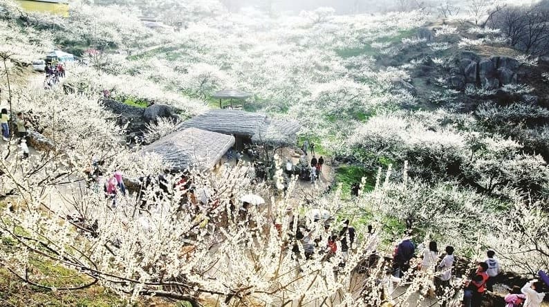 Mãn Nhãn Với Vẻ Đẹp 4 Mùa Ở Thung Lũng Mận Nà Ka Mộc Châu