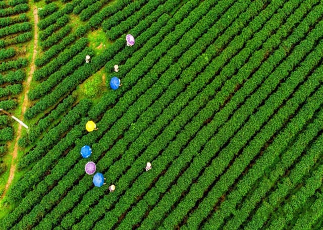 Chè Đường Hoa là một trong những loại chè nổi tiếng của tỉnh Quảng Ninh được trồng tại vùng ven biển thuộc huyện Hải Hà