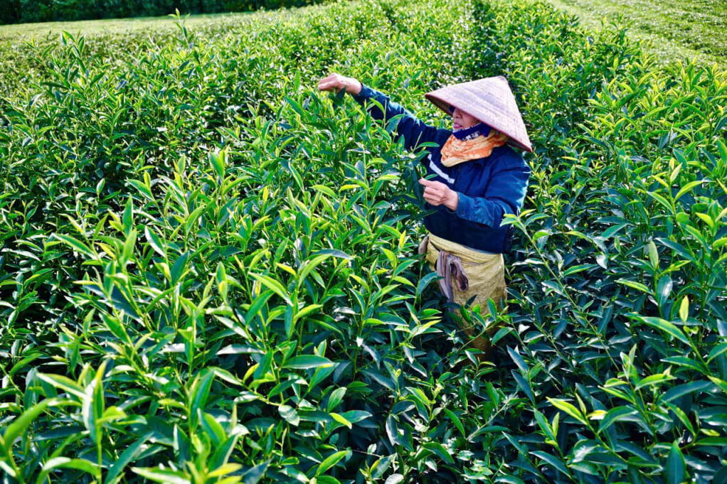 Chè Đường Hoa có vị bùi nhẹ, thanh mát, khi uống để lại hậu vị ngọt sâu và hương thơm thoang thoảng như cơm non