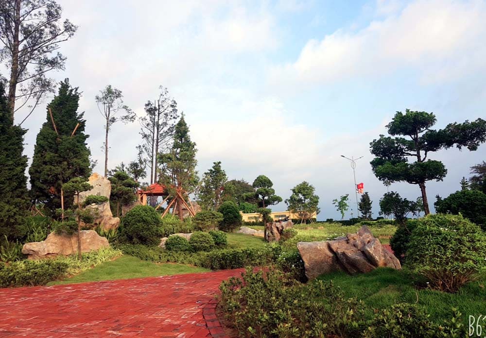 Tùng Cô Tô, hay còn gọi là tùng la hán, là loài cây đặc trưng của đảo, nổi bật với khả năng sinh trưởng mạnh mẽ giữa điều kiện khắc nghiệt của vùng biển Đông Bắc