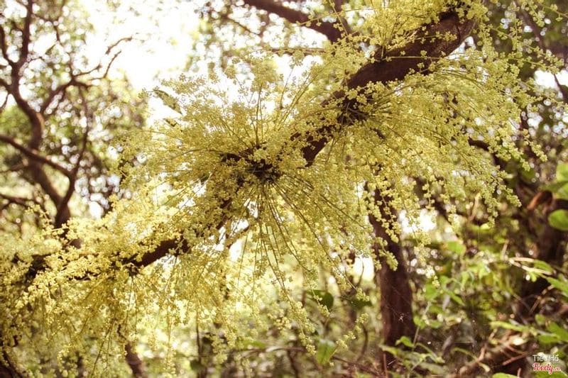 Với diện tích khoảng 10 ha, rừng chõi Cô Tô hiện là khu rừng nguyên sinh lớn và độc nhất tại Việt Nam.