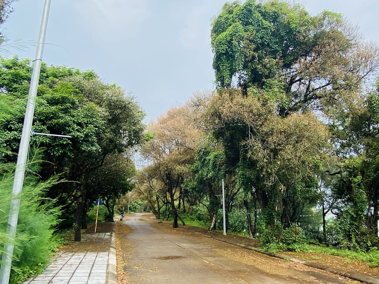 Đến với rừng chõi Cô Tô, bạn đừng quên dạo bước trên con đường tình yêu nổi tiếng – một biểu tượng lãng mạn của đảo ngọc