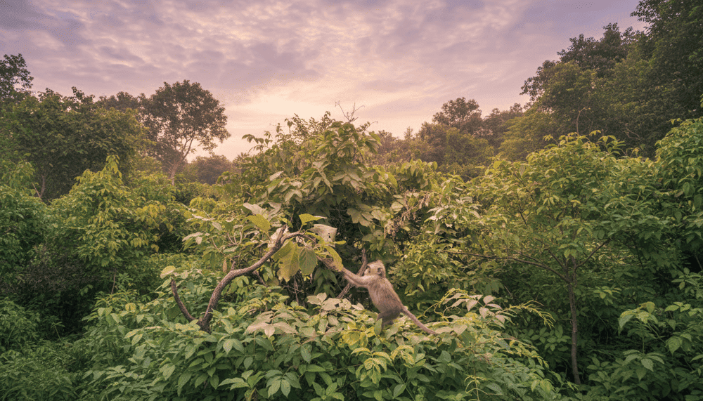 Vườn Quốc gia Côn Đảo là một trong những khu rừng nhiệt đới nguyên sinh còn giữ được nét hoang sơ. Hệ sinh thái nơi đây cực kỳ phong phú: